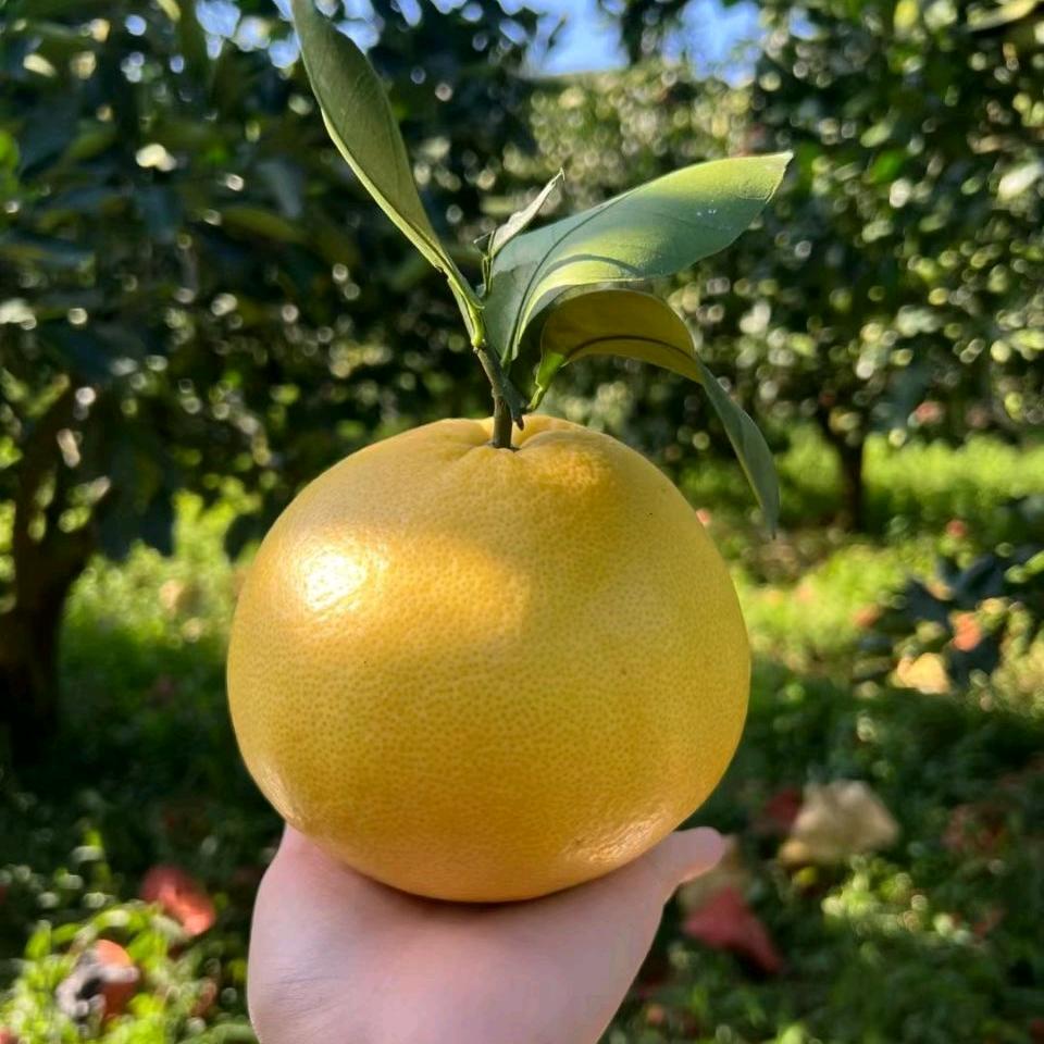@舅舅家葡萄柚