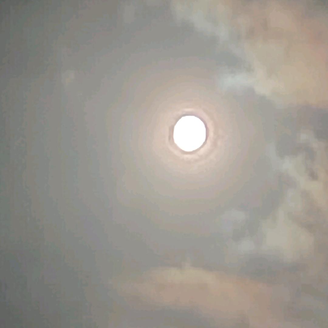 蔷薇花