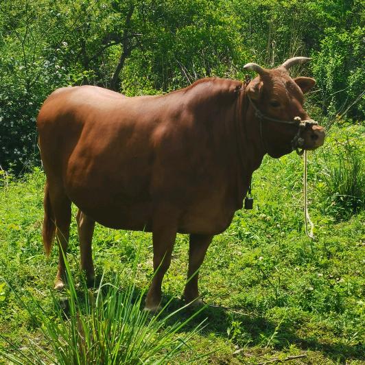 石头     剪刀布