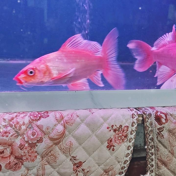 东升兄弟湖蝶鲤