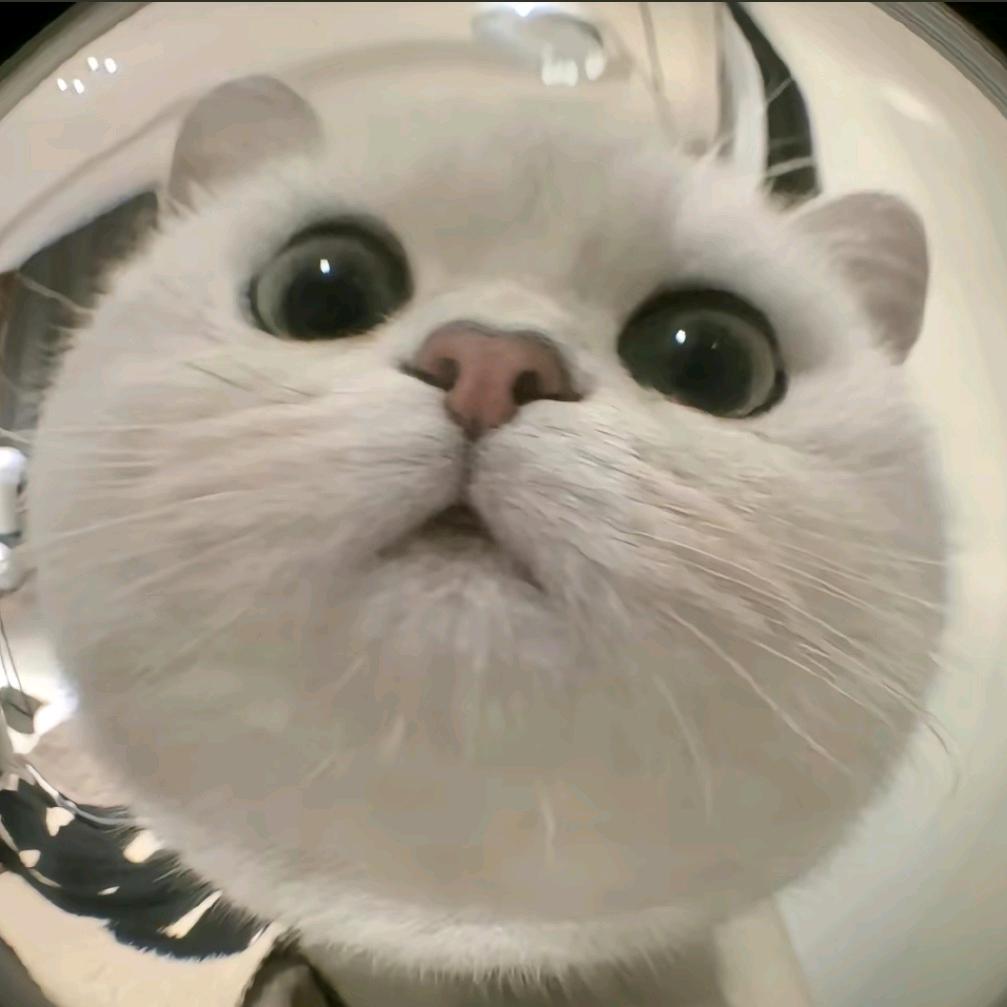 叽里呱呱😺