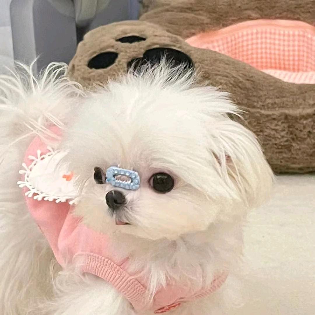 小泡泡