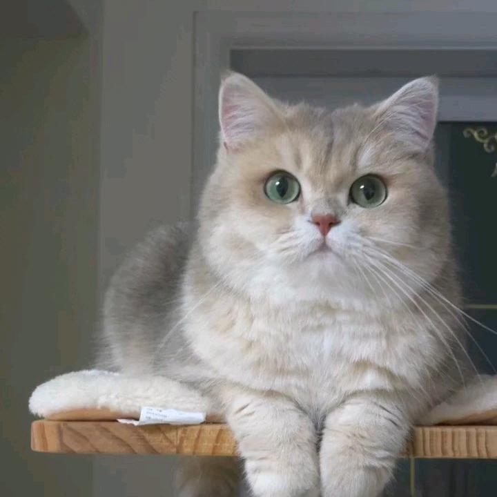 大哥养了1只小猫