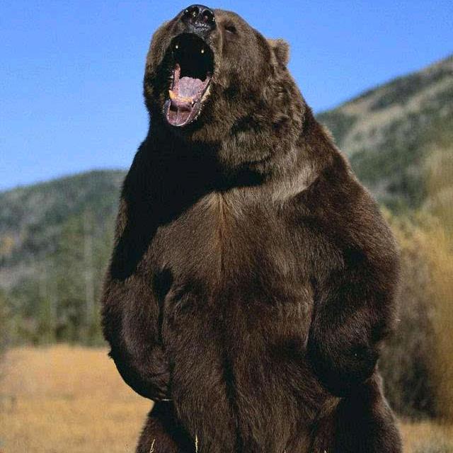 泡泡熊🐻