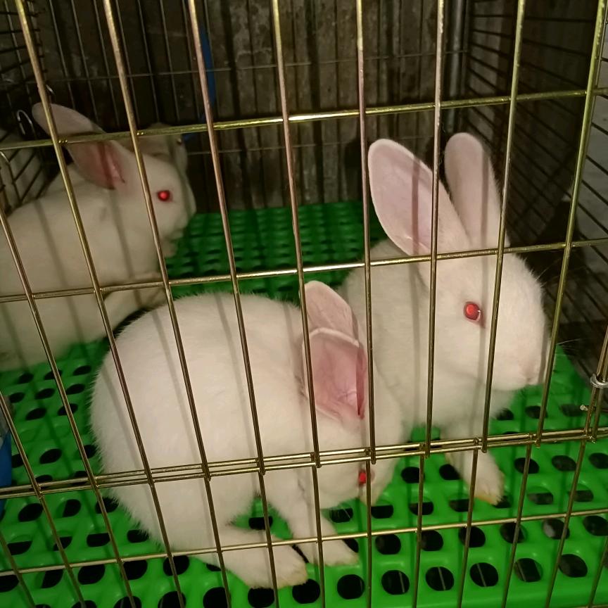 简单的爱