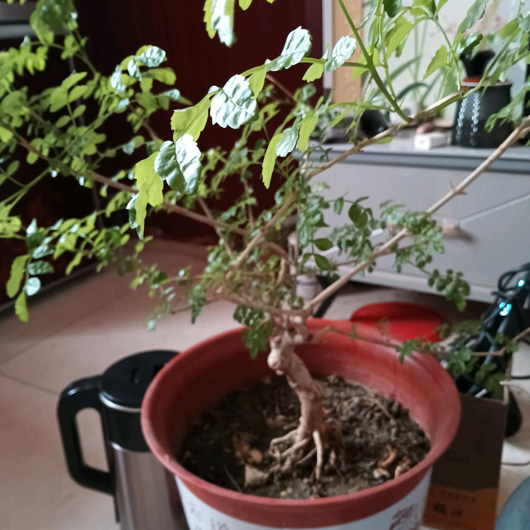 花开有你