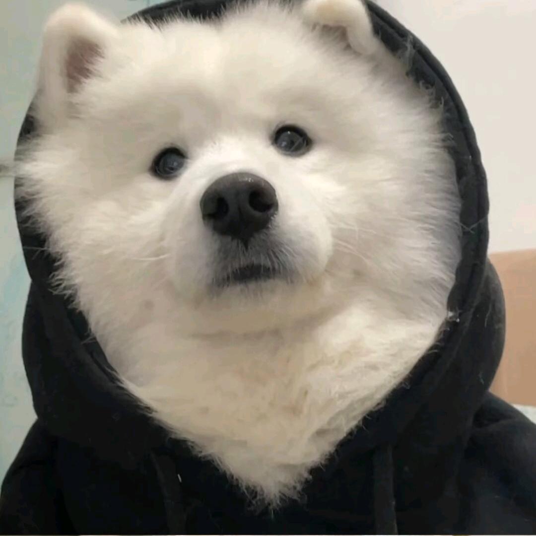 小T吼吼吼
