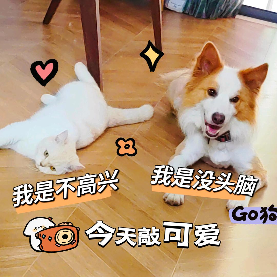 没头脑和不高兴的幸福生活