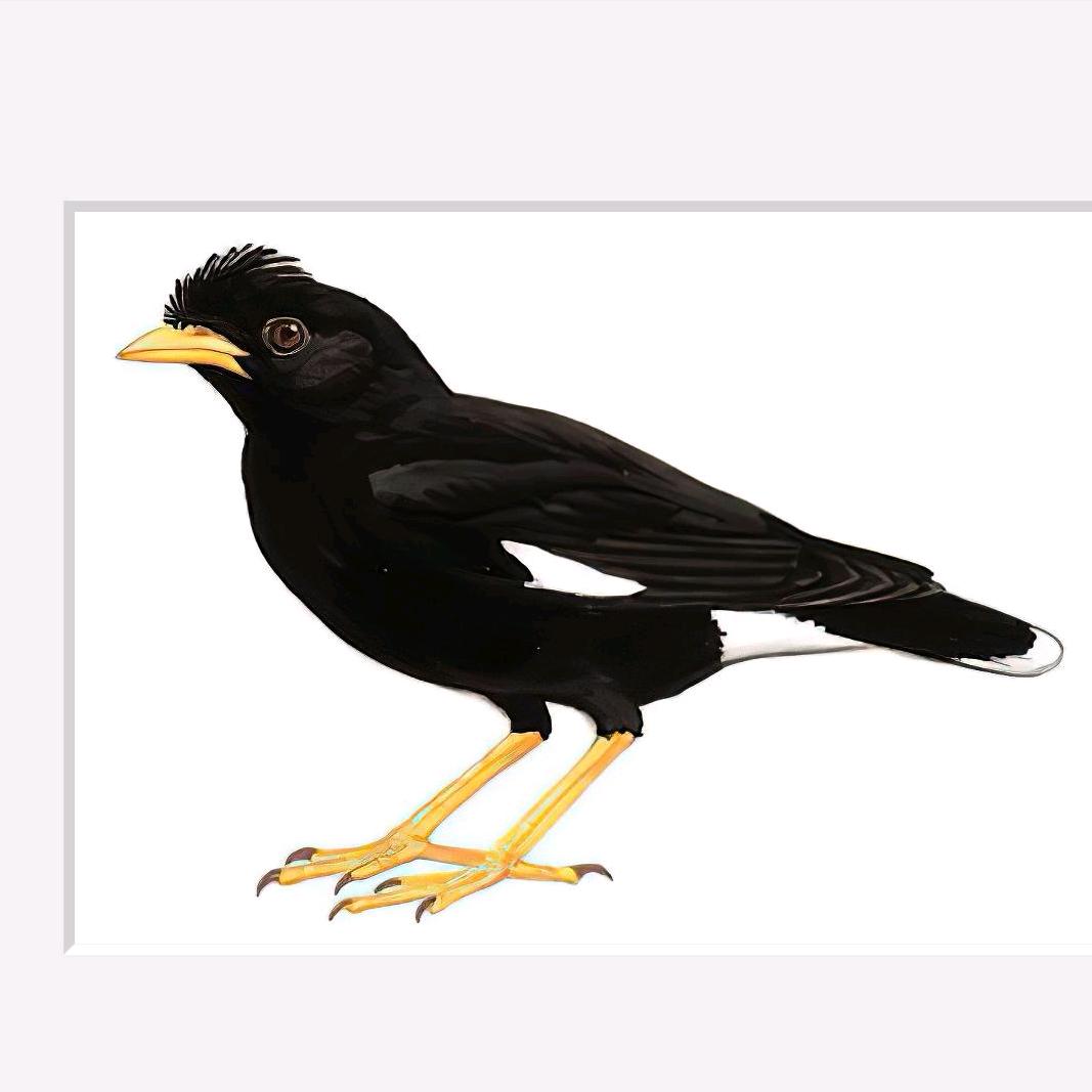 狗的猫宁宠物繁殖