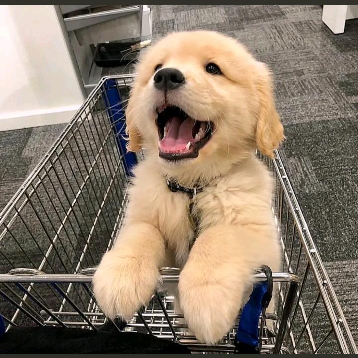 🍀我是小黑🐶
