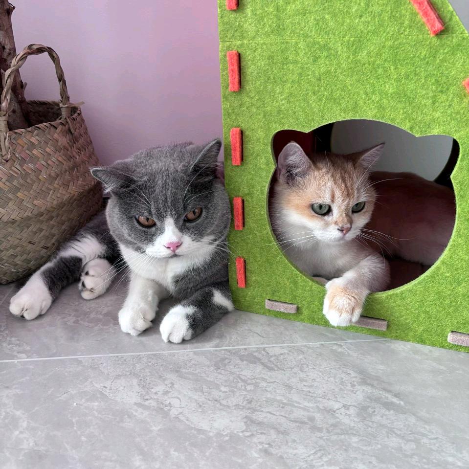 猫咪小布叮