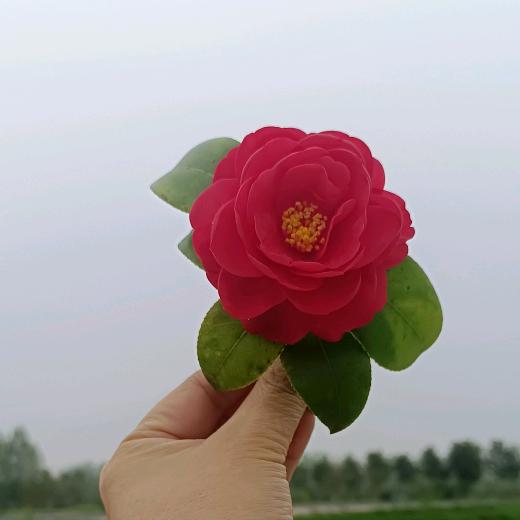 丅H