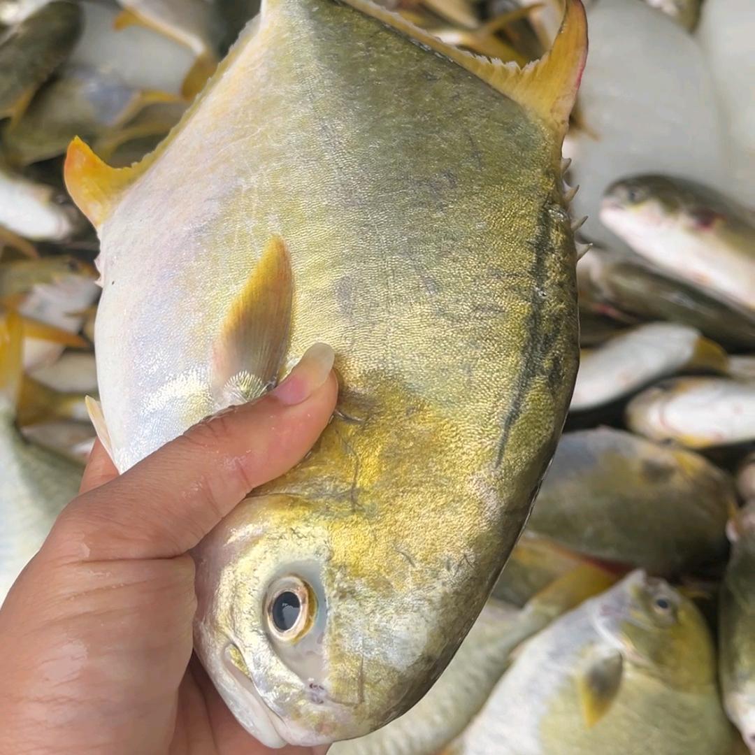 金鲳鱼源头供应链陈生