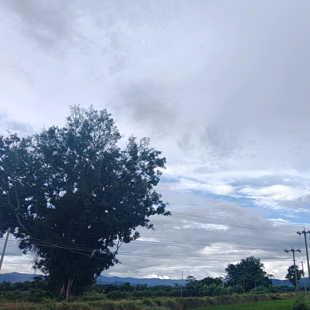 子木李