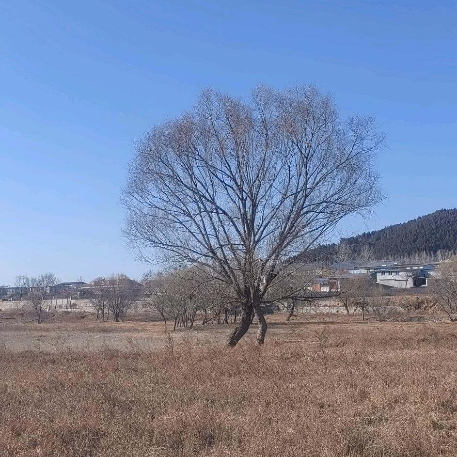 向阳..