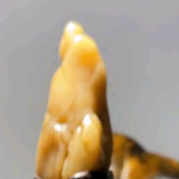 芗溪菖蒲