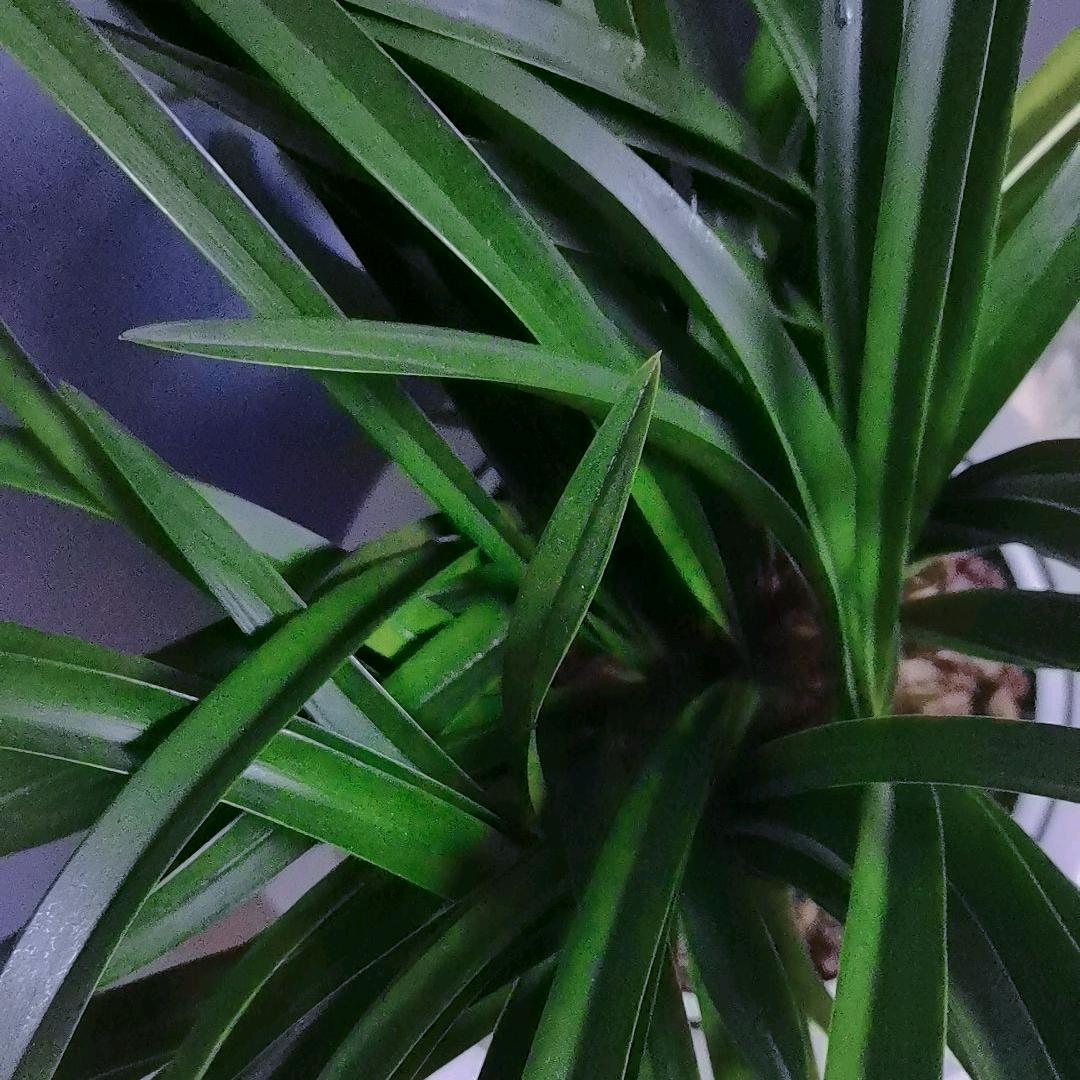 王慧儿
