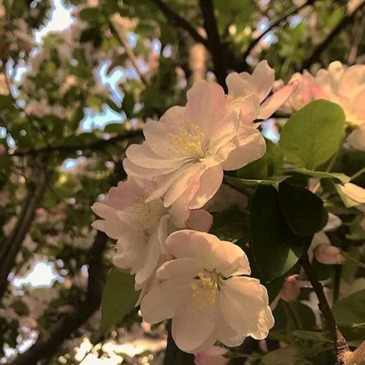 এ᭄往事ꦿ꯭ꫛ随风ꫀ