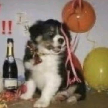 ☆₊⁺Father 🦴₊Puppy🐾