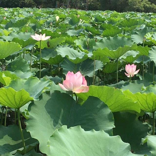 人生如茶