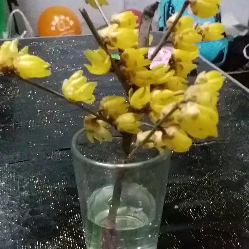 ᦦ້ᮨ꯭໌ꦿᮨ周小米@࿐