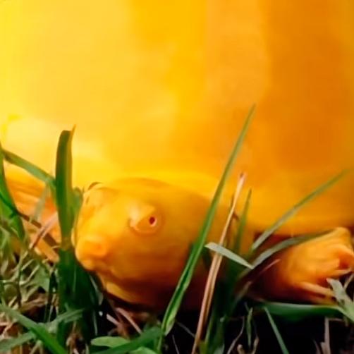 国土资源安全搬运工程师