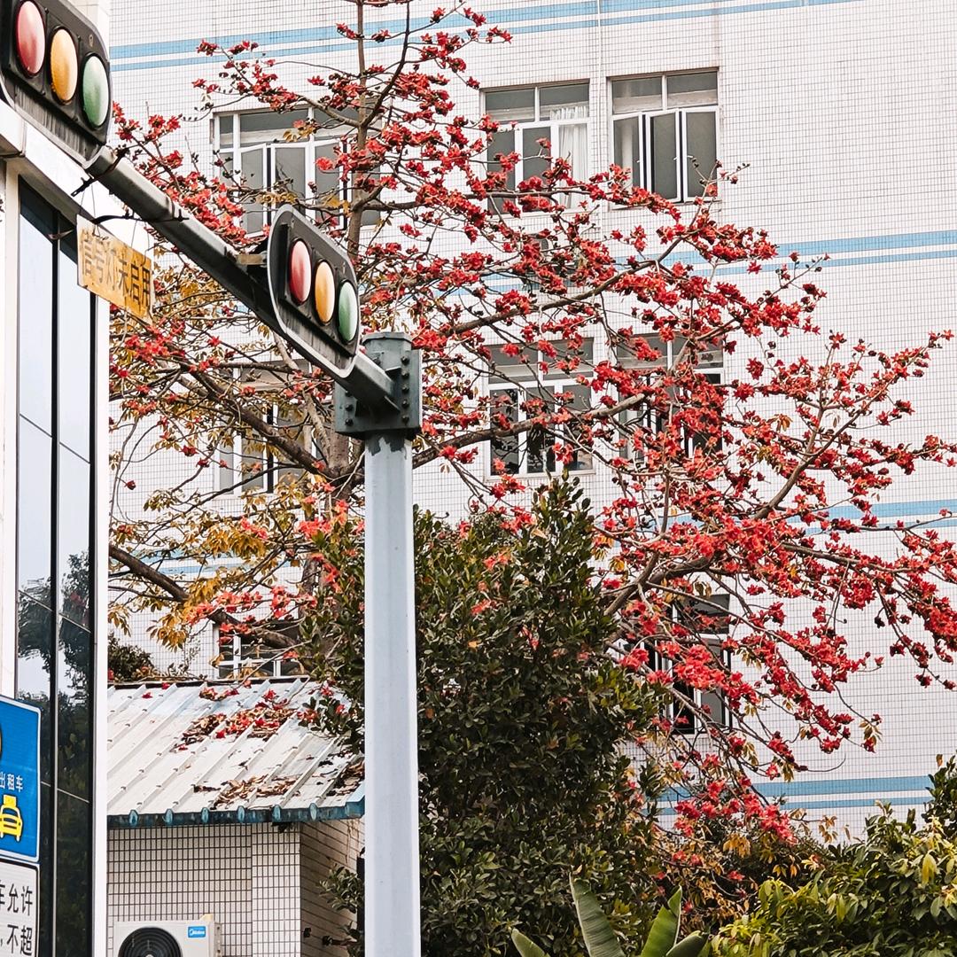 故事的小黄花。