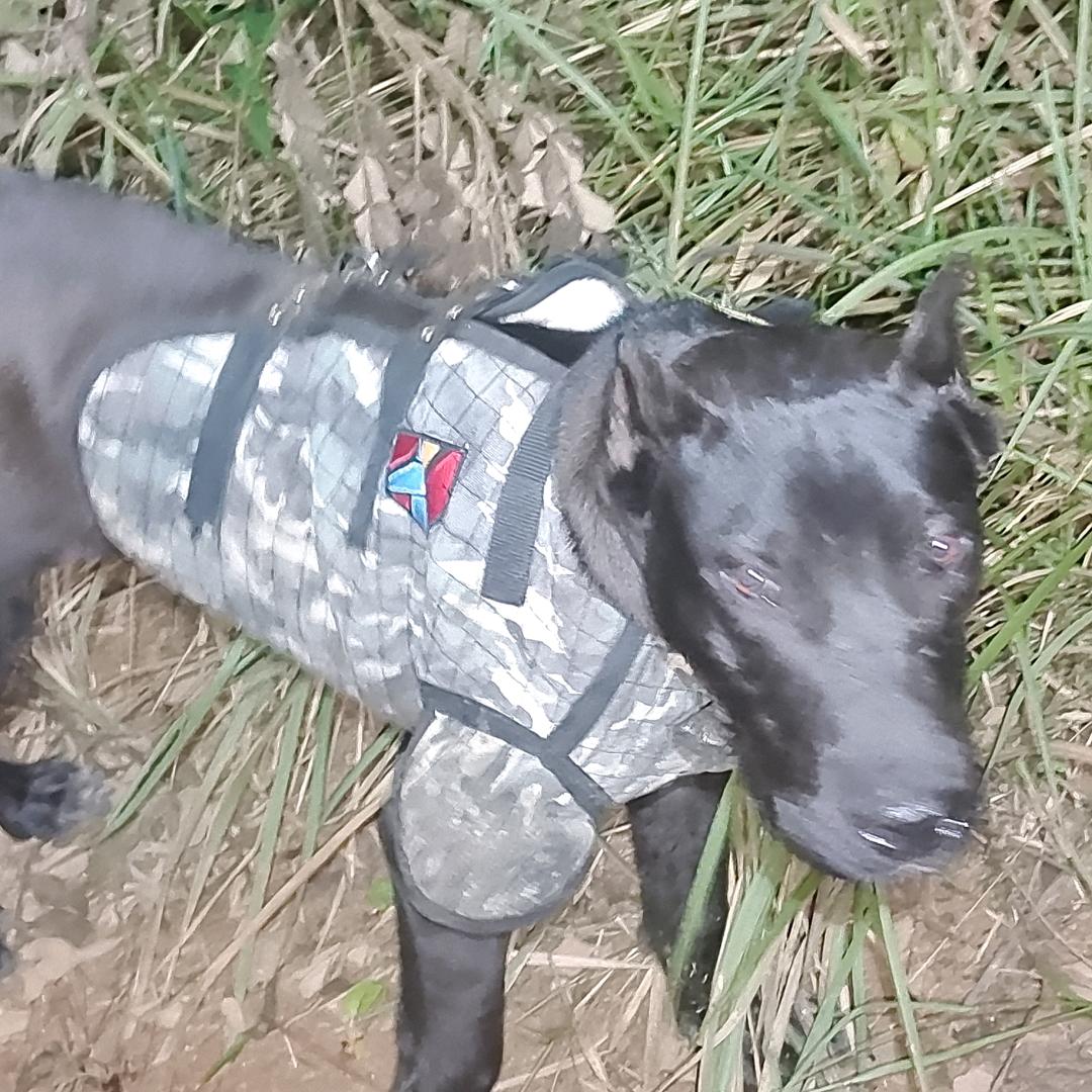 努力学习天天向上