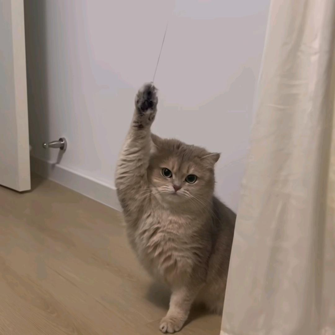 葡萄狗