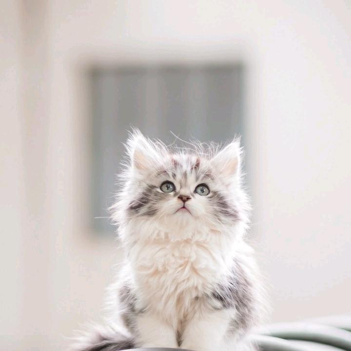 清婉