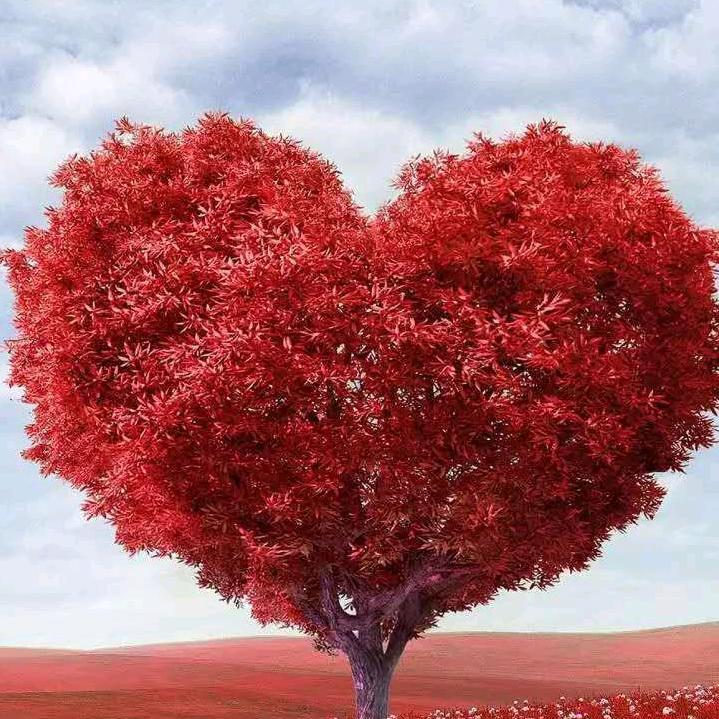 单身狗一个，求领养