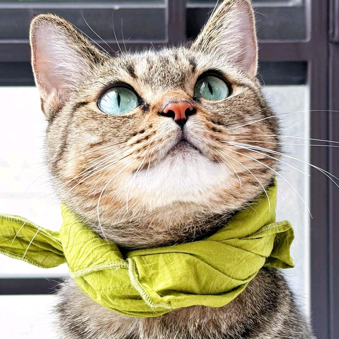 叭叭叭