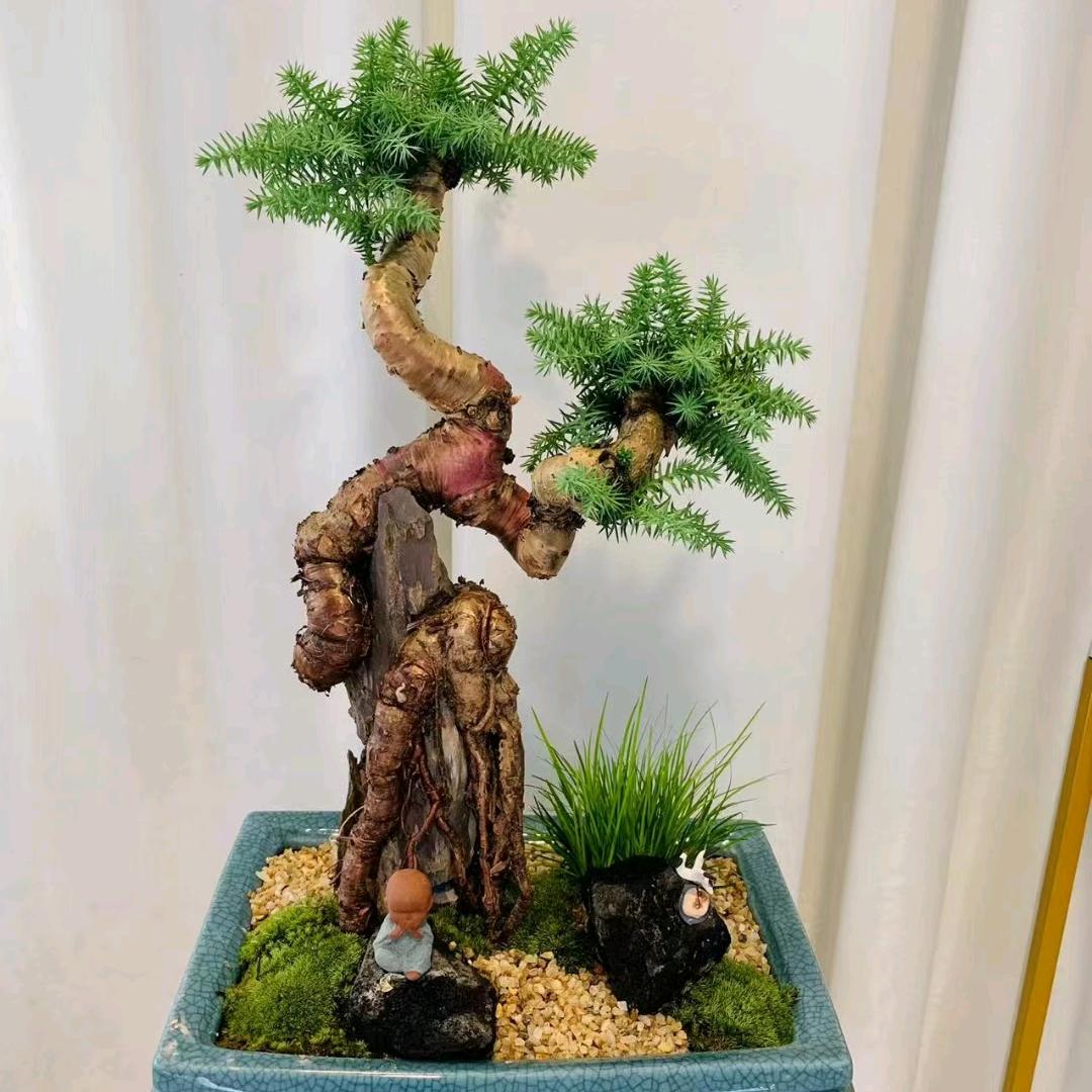 临漳百盛花卉鲜花袁永彬