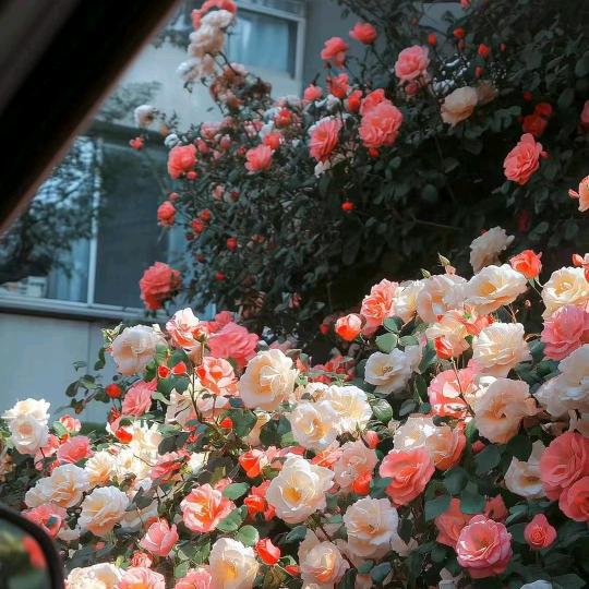 🌈 L·J 🌼