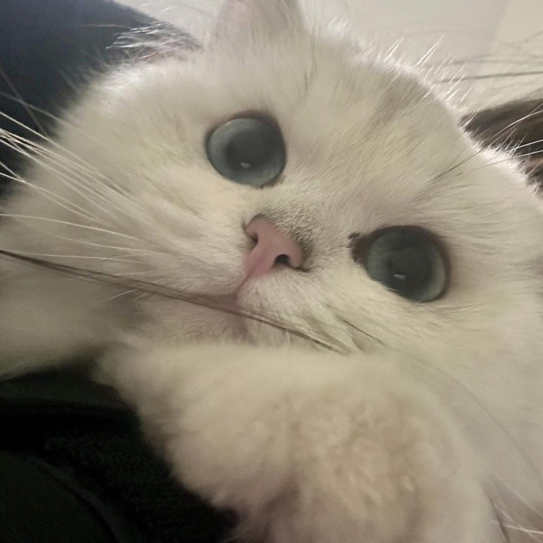 GY