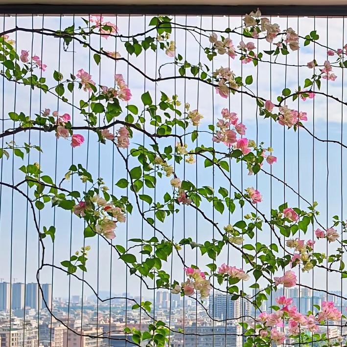 ঞ🍒芝麻酥酥࿐ᩚ