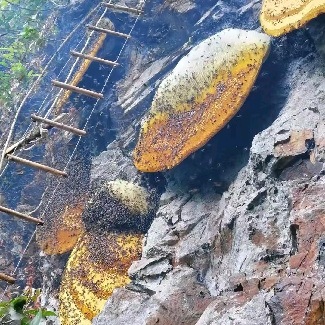 小金豆的搬运工