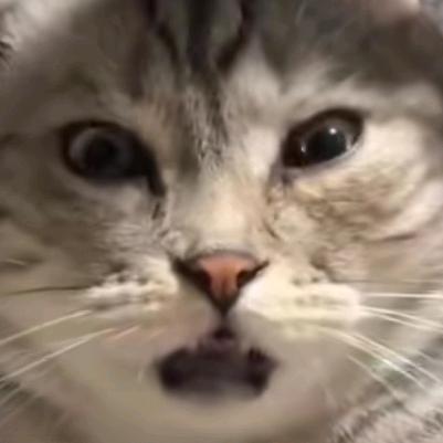 瑞斯(三角洲行动)