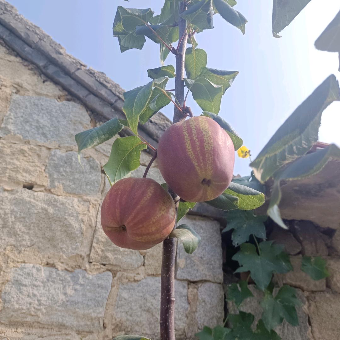 诚实的女人