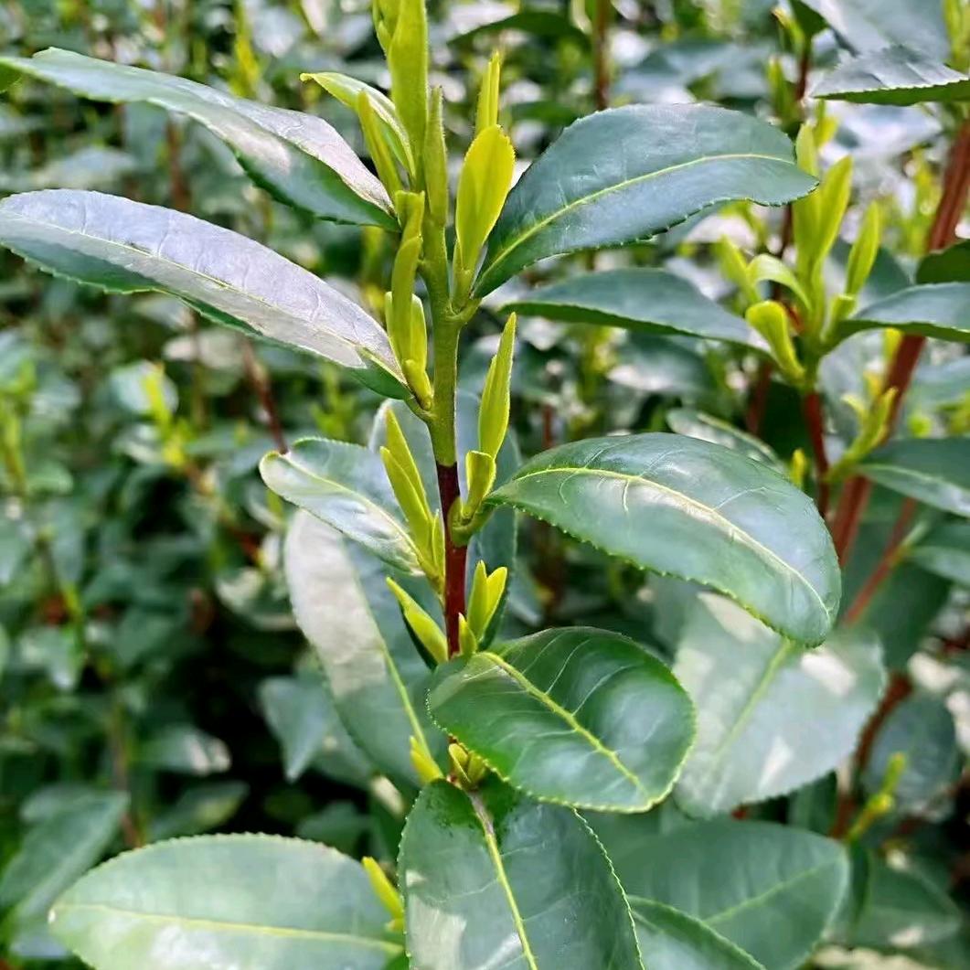 鸿运当头金元宝