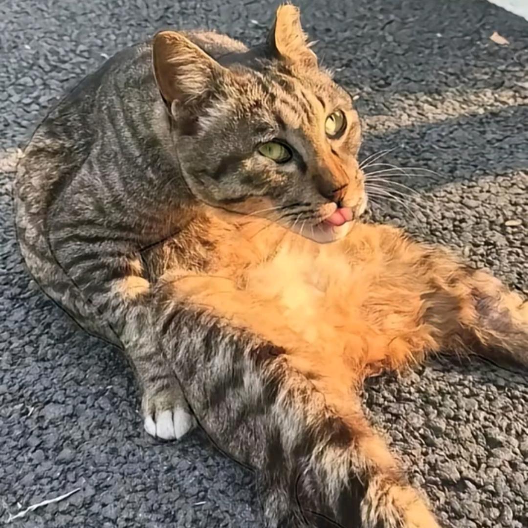 sureˇ（推了六年Clannad）