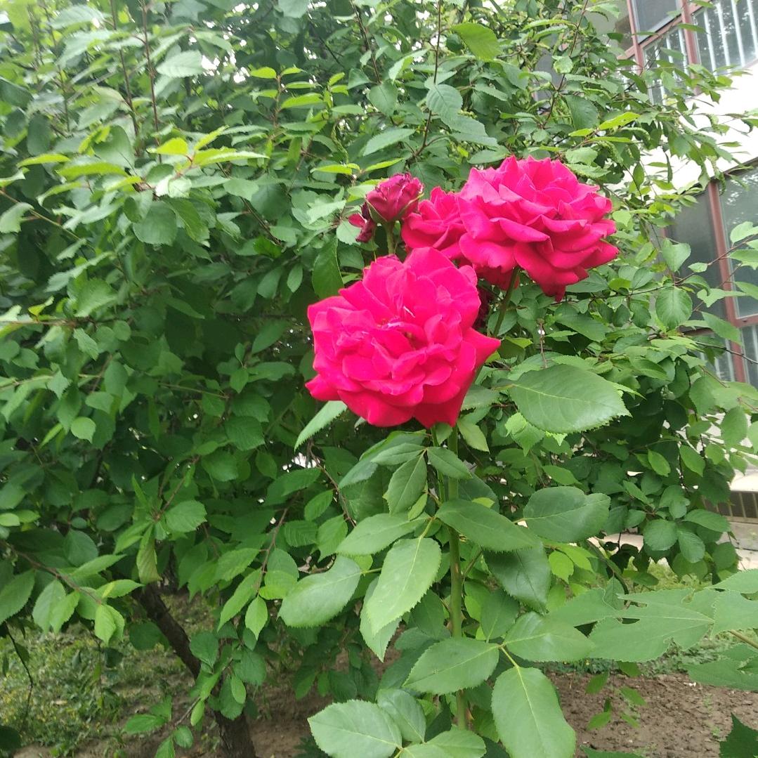 明月
