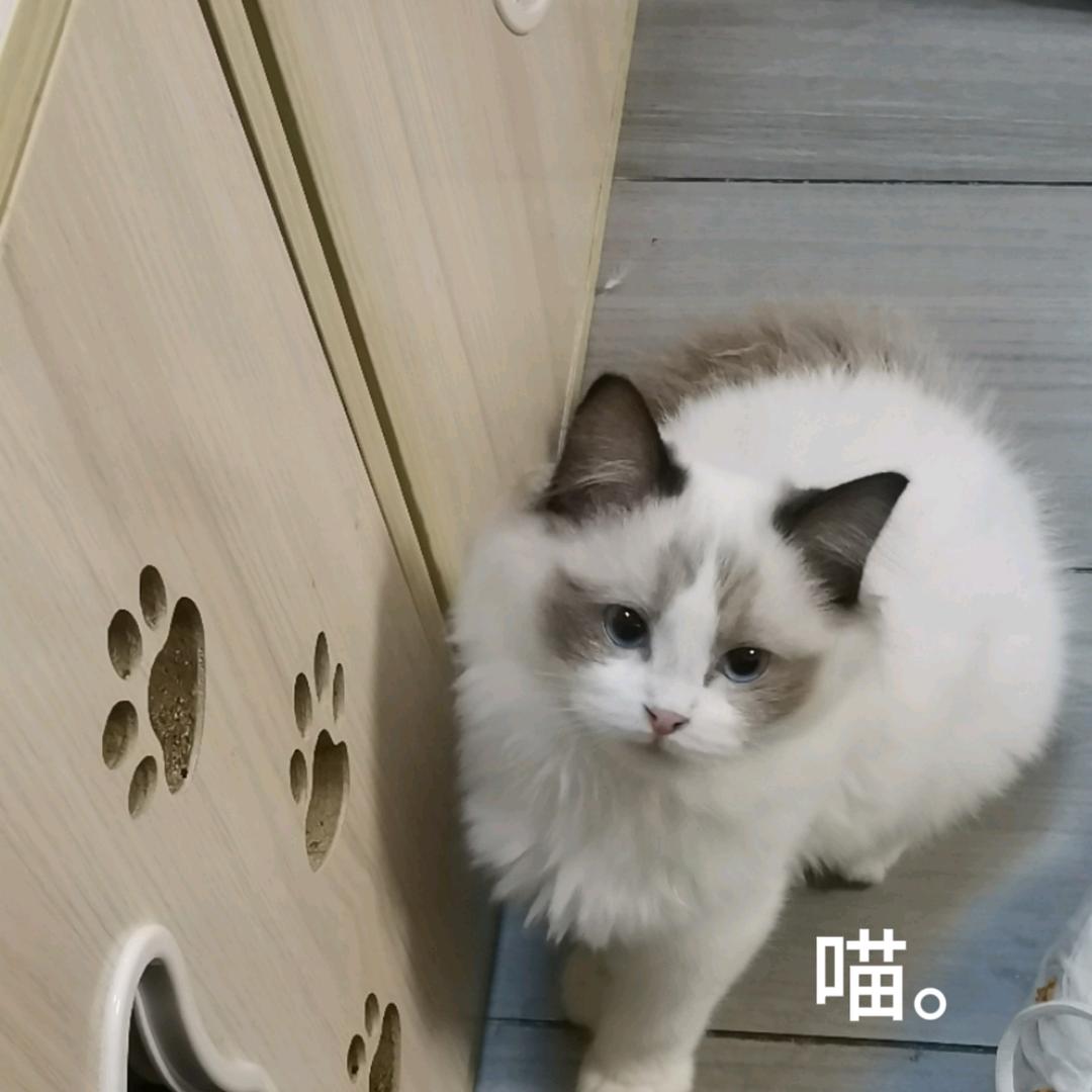 泉是胡萝卜🥕