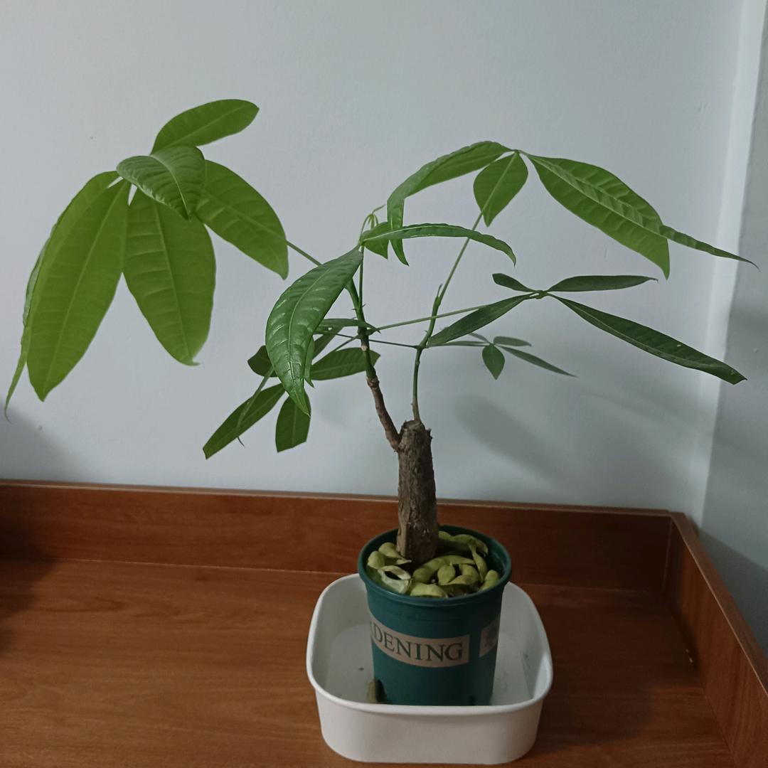 荣华富贵
