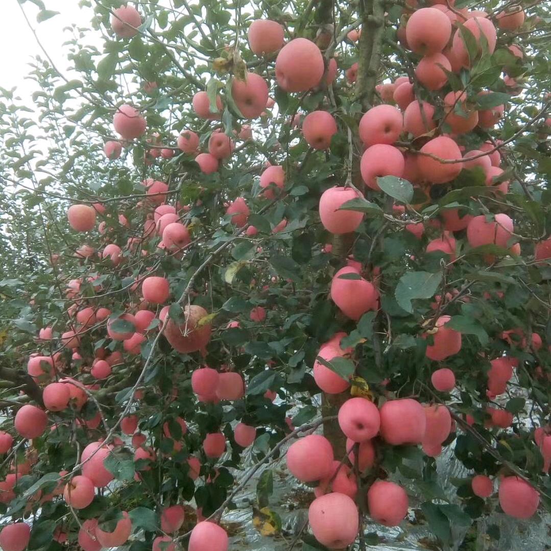 一个苹果，两种味，