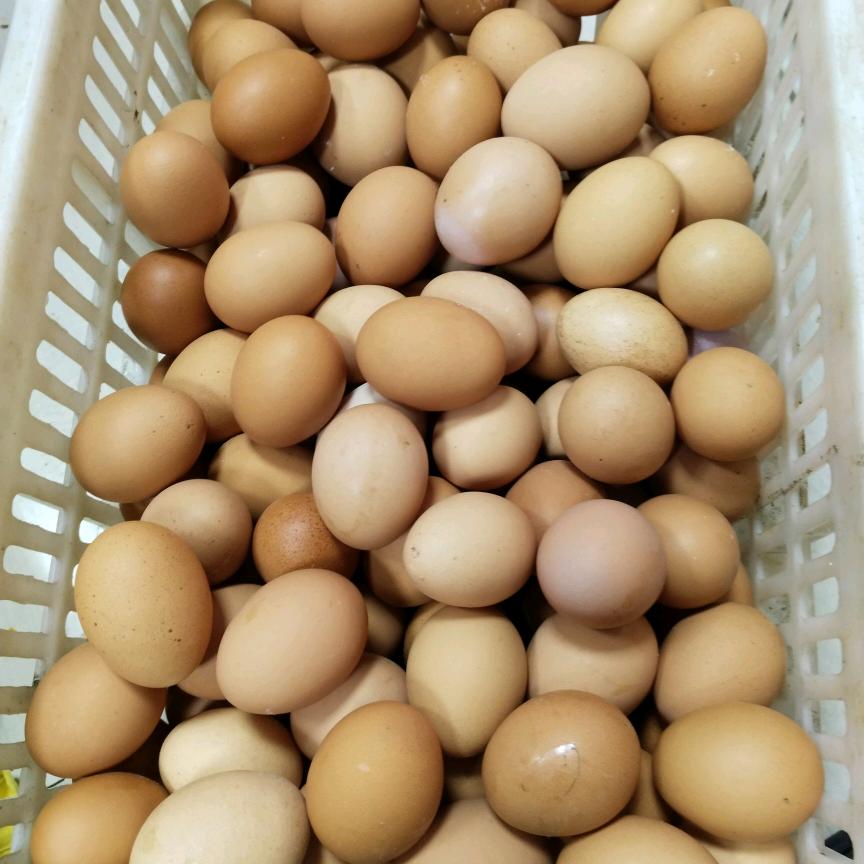 晋江卖蛋的小黄