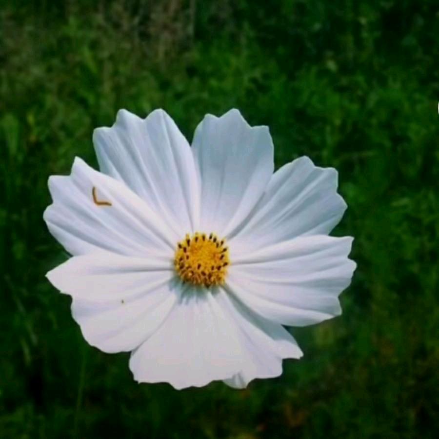 ༄꧒᭄ꦿ忘ཀᮨ💞ꦿ记ꦿ้࿐ོ