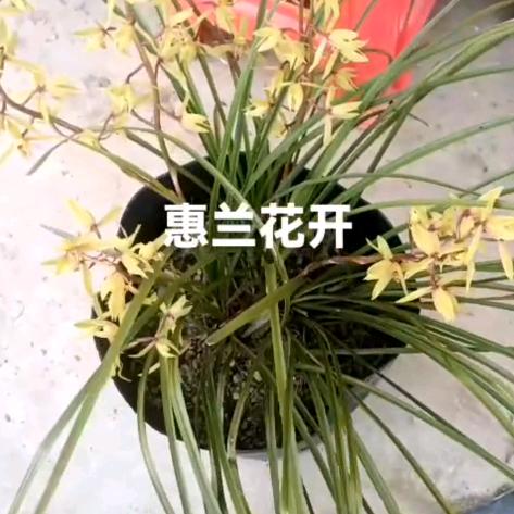 随县惠惠花卉园艺