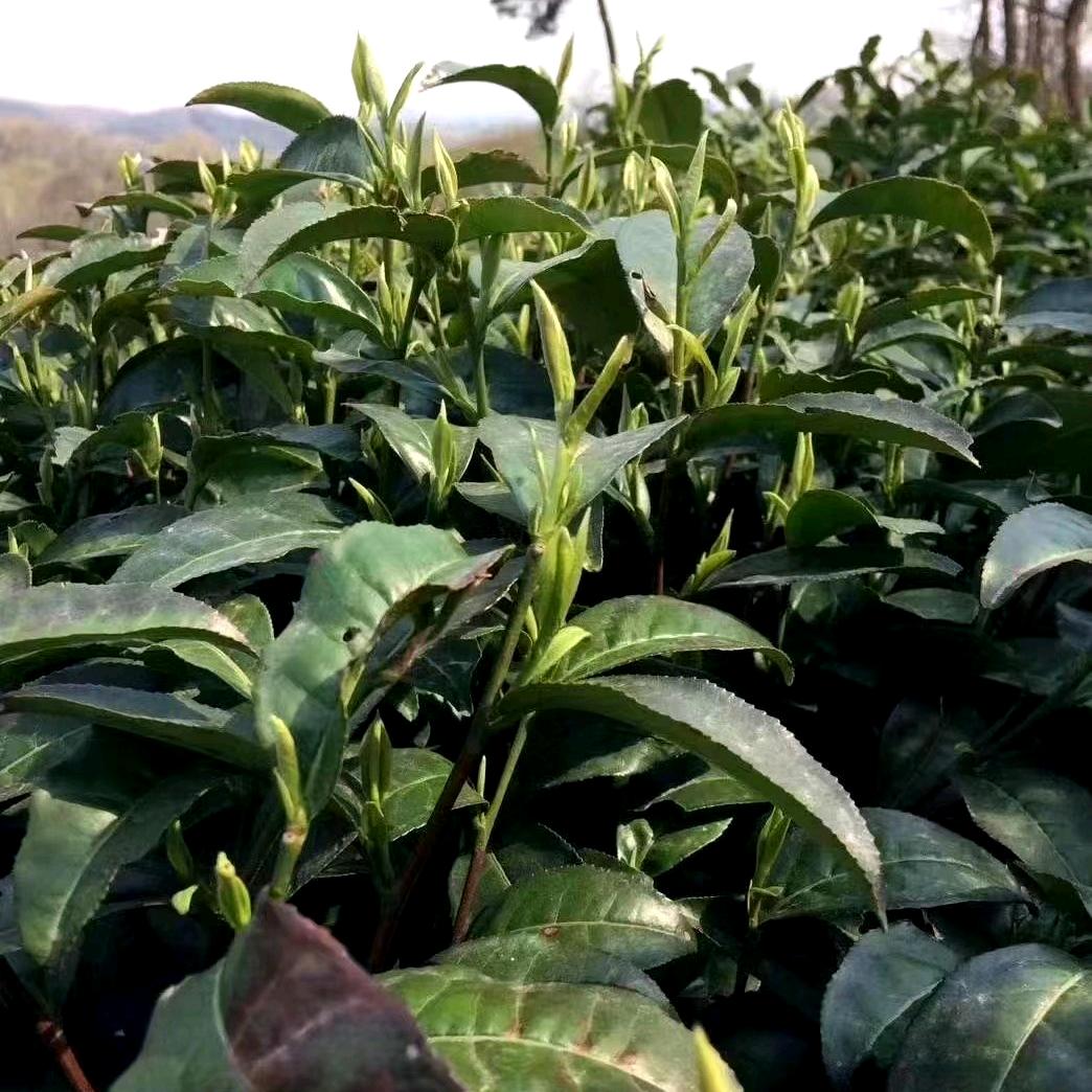 信阳毛尖高山云雾茶自产自销