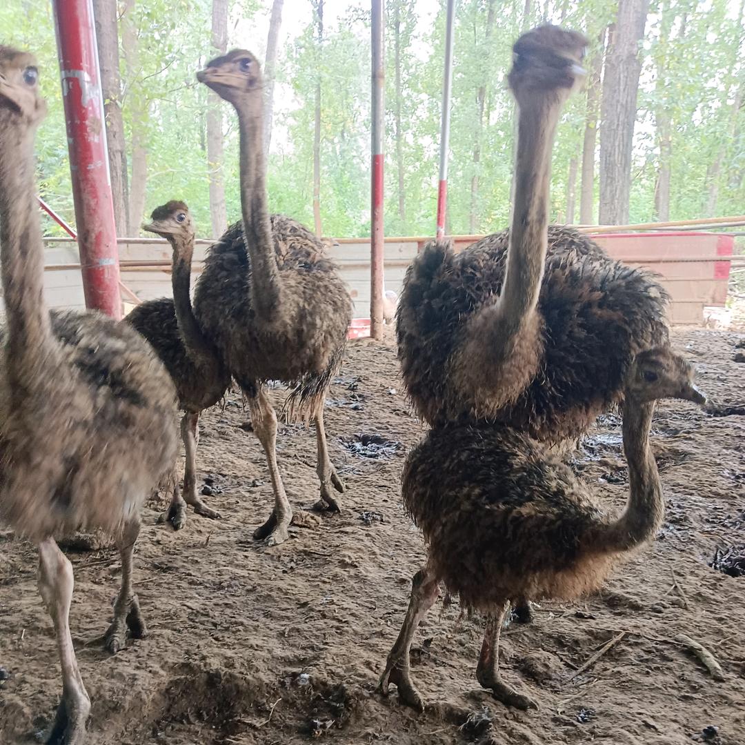 泌阳鸵鸟养殖场